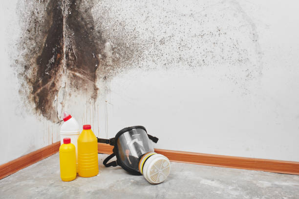 Best Mold Damage Repair  in Gila Bend, AZ