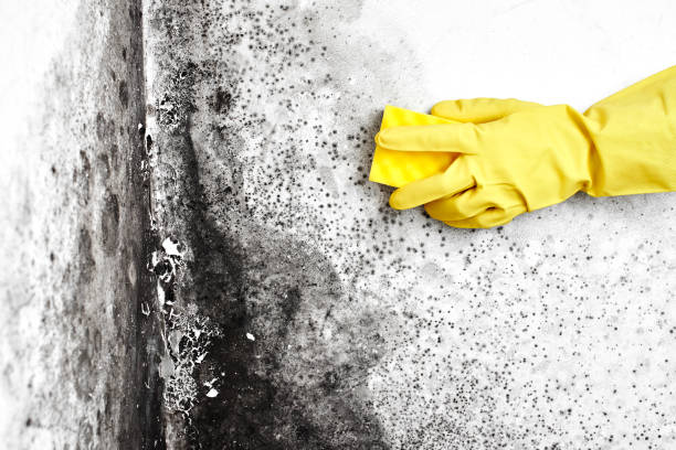 Best Mold Removal Process  in Gila Bend, AZ