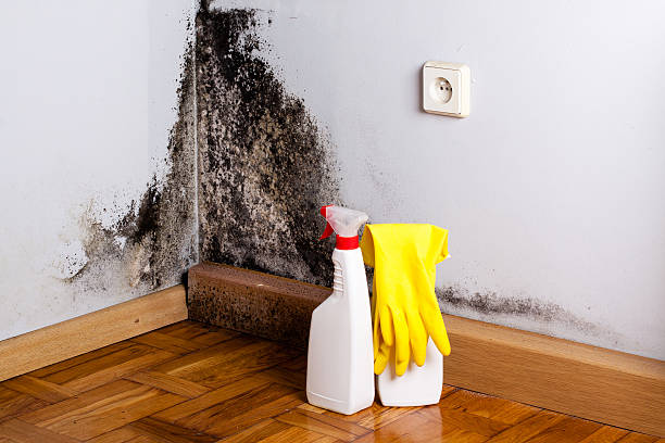 Best Toxic Mold Removal  in Gila Bend, AZ
