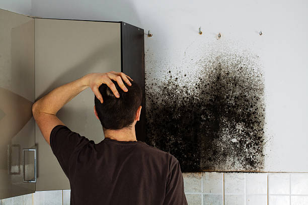 Reliable Gila Bend, AZ Mold Removal Solutions