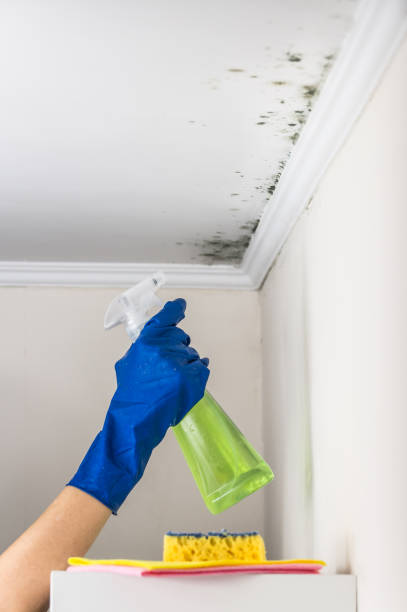Best Commercial Mold Removal  in Gila Bend, AZ